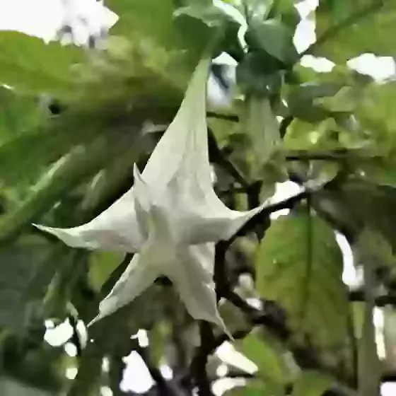 Brugmansia suaveolens White